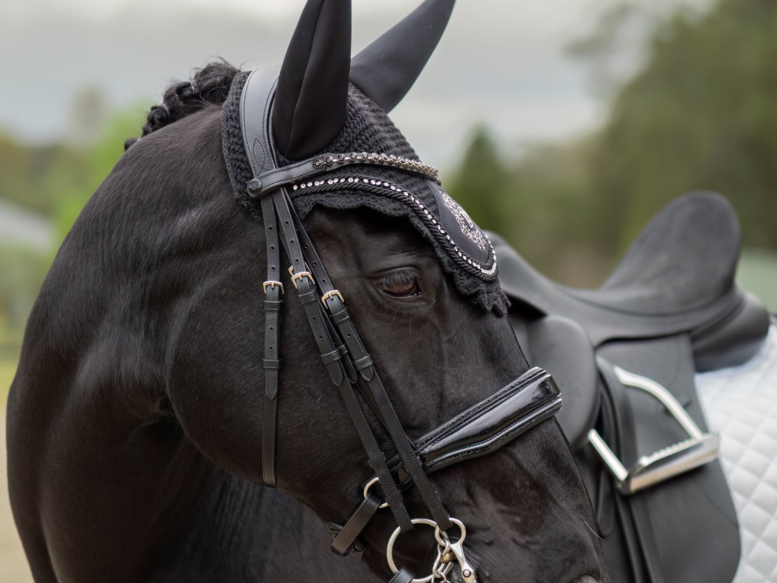 What Your Horse Can Wear at an EA Dressage Competition (2026 Rules)