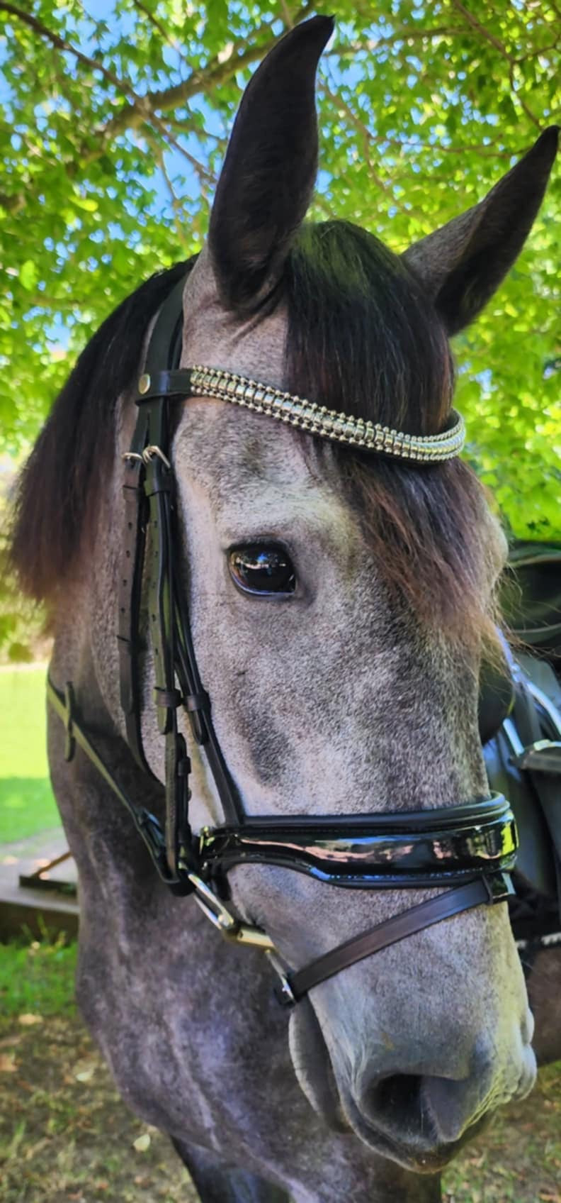 The Alexandra | Premium Snaffle Dressage Bridle w Brass or Silver clincher brow band