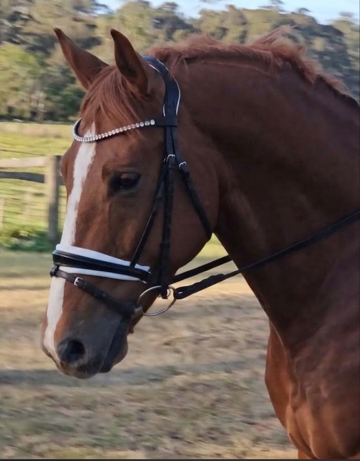 Snaffle Dressage Bridle with wide white trim piping | Black Leather “The ELOUISE “