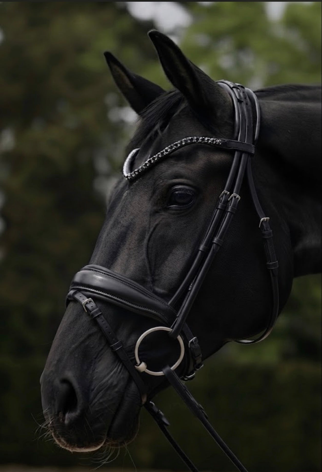 ANATOMICAL POLL RELIEF ROLLED LEATHER BRIDLE in Black