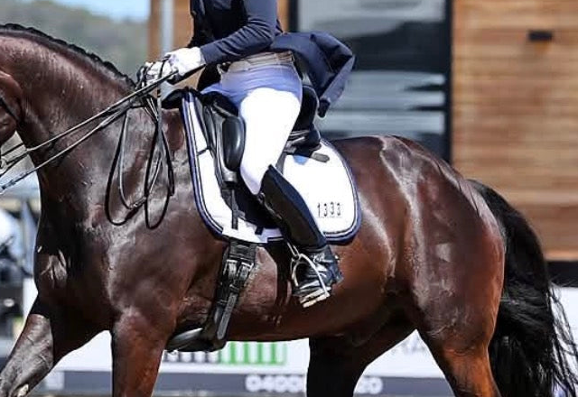 Competition Cotton Drill Saddle Pad with 4 or 5 numbers