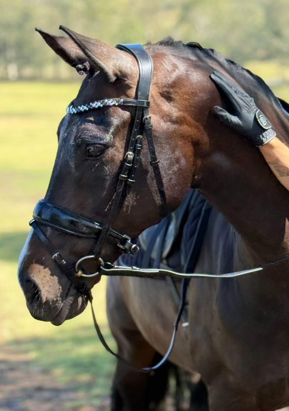 ITALIAN Leather Premium Snaffle Dressage Bridle | Black Leather includes reins