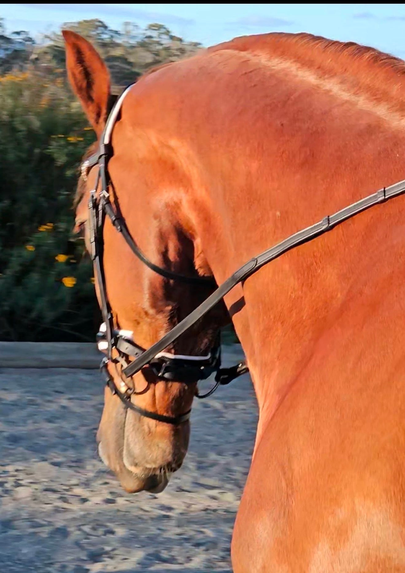 Snaffle Dressage Bridle with wide white trim piping | Black Leather “The ELOUISE “