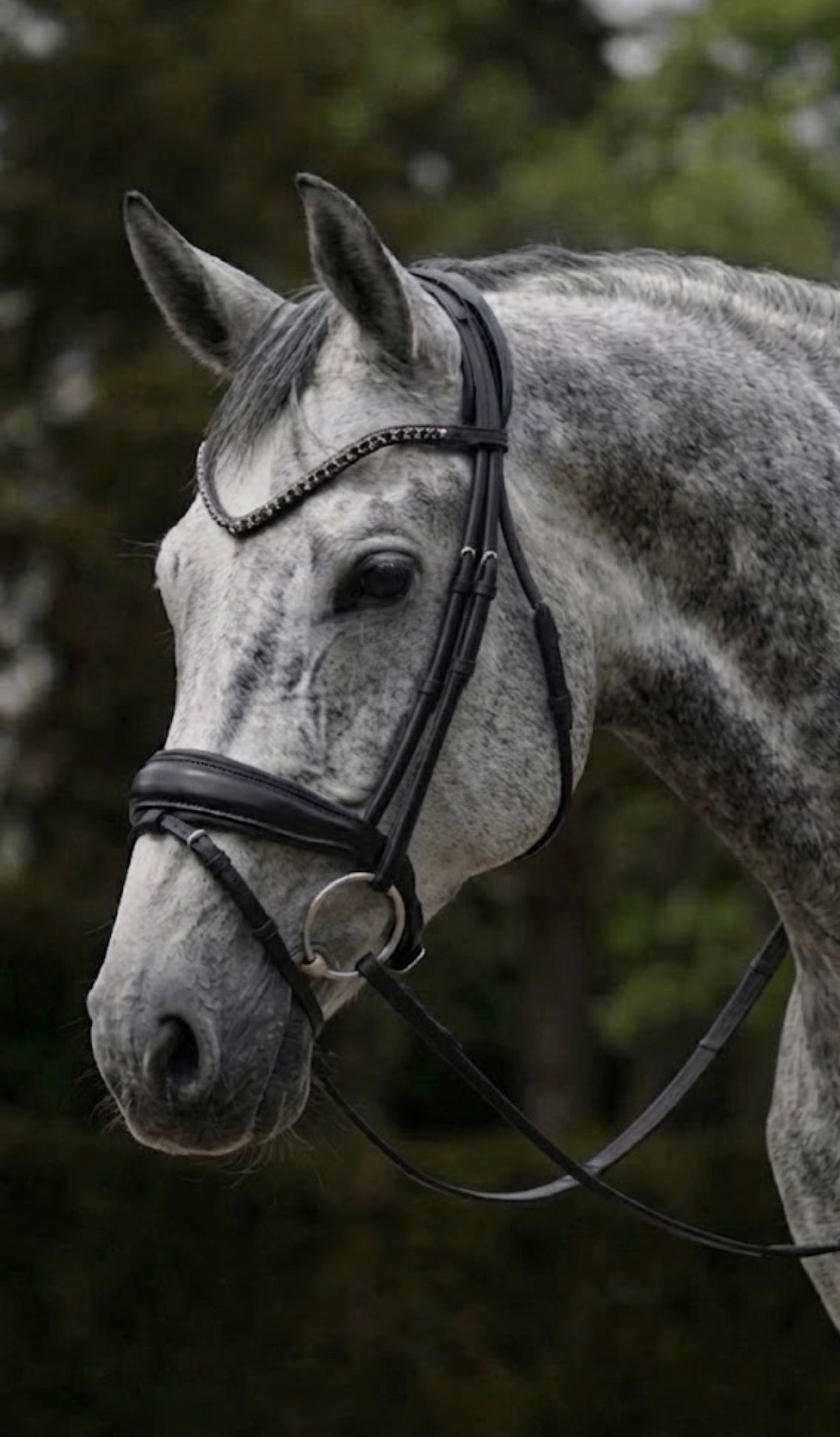 ANATOMICAL POLL RELIEF ROLLED LEATHER BRIDLE in Black