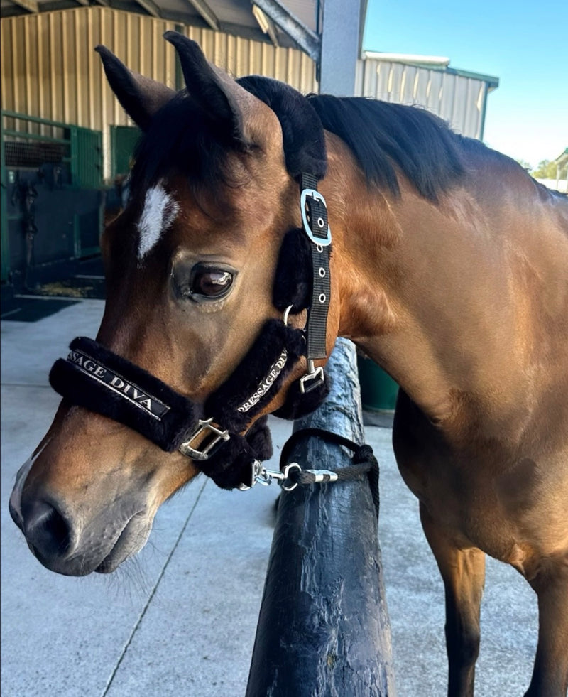 Full fluff black Halter | black faux fur & lead set