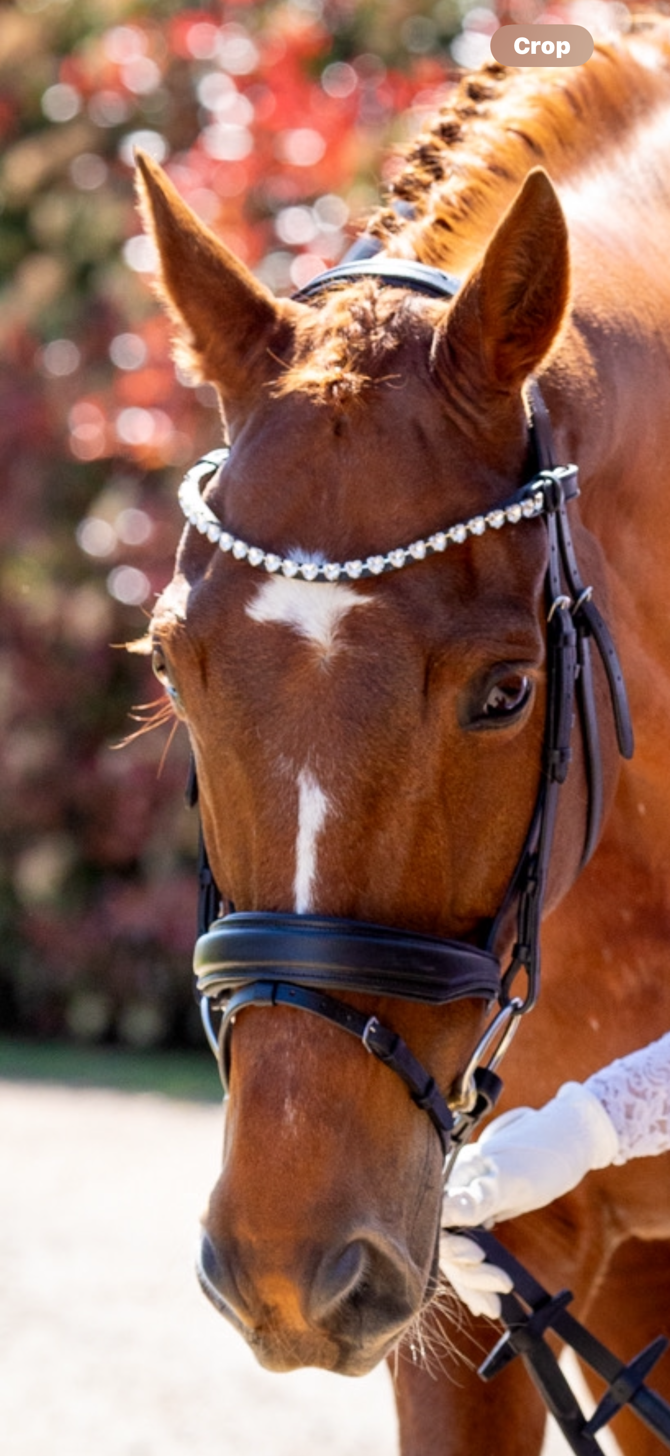 Premium Snaffle Dressage Bridle | Black Leather includes reins