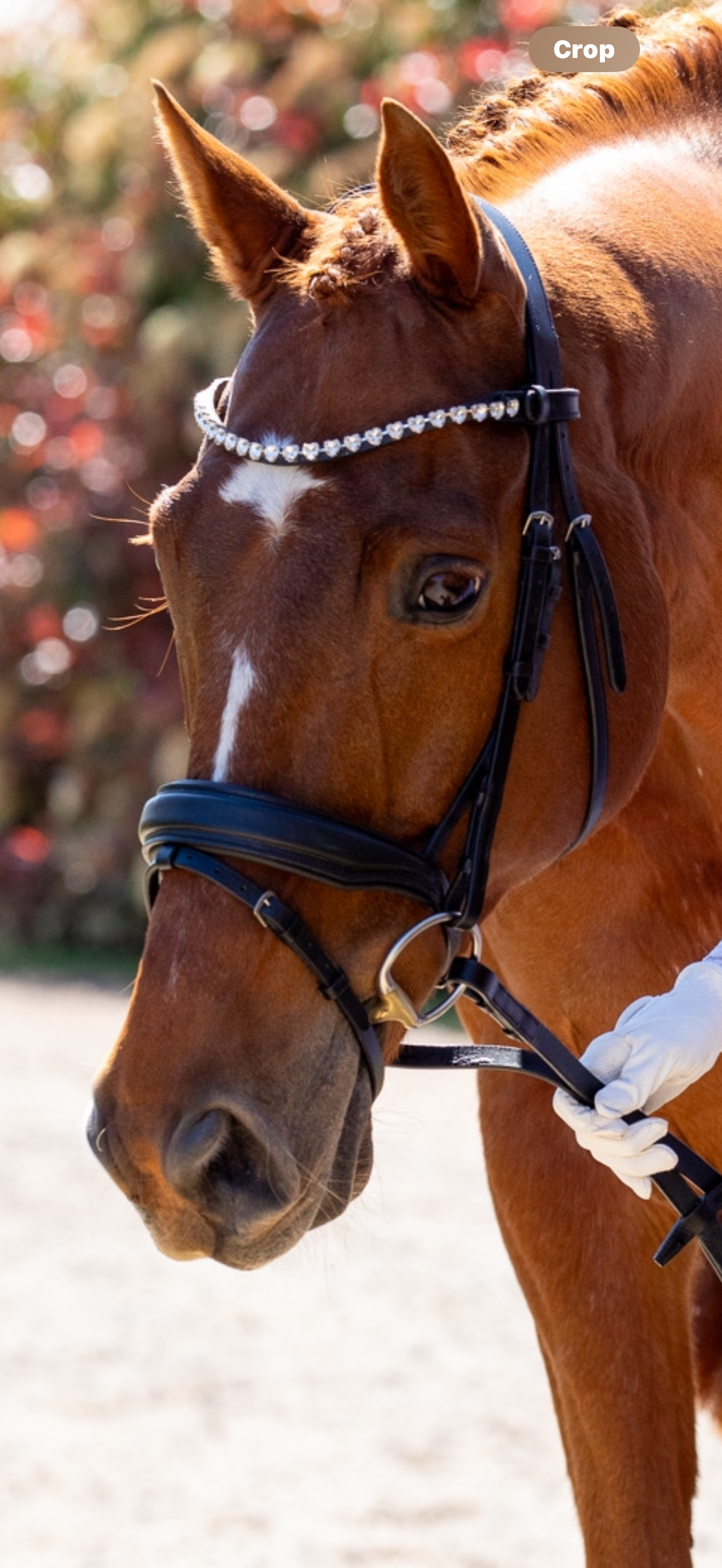 Premium Snaffle Dressage Bridle | Black Leather includes reins