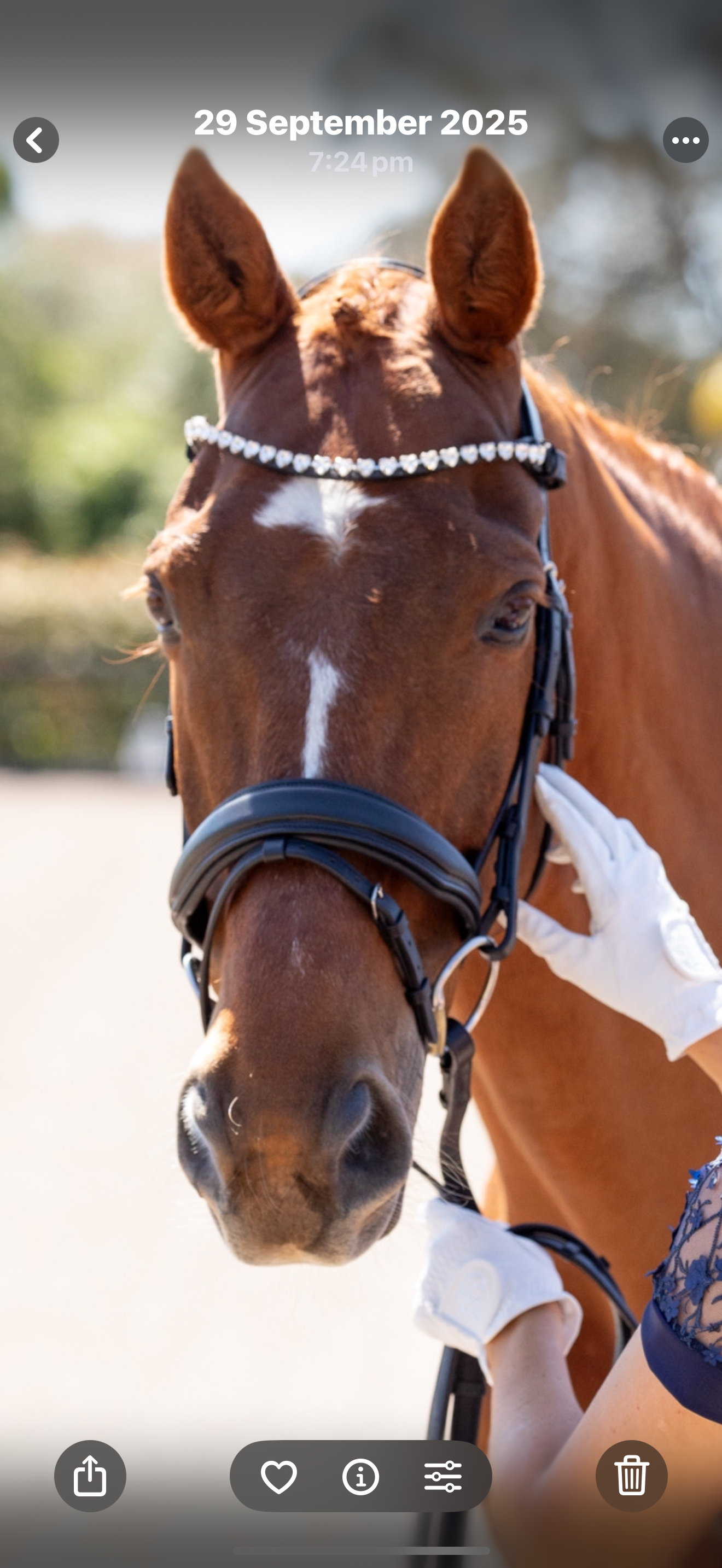 Premium Snaffle Dressage Bridle | Black Leather includes reins