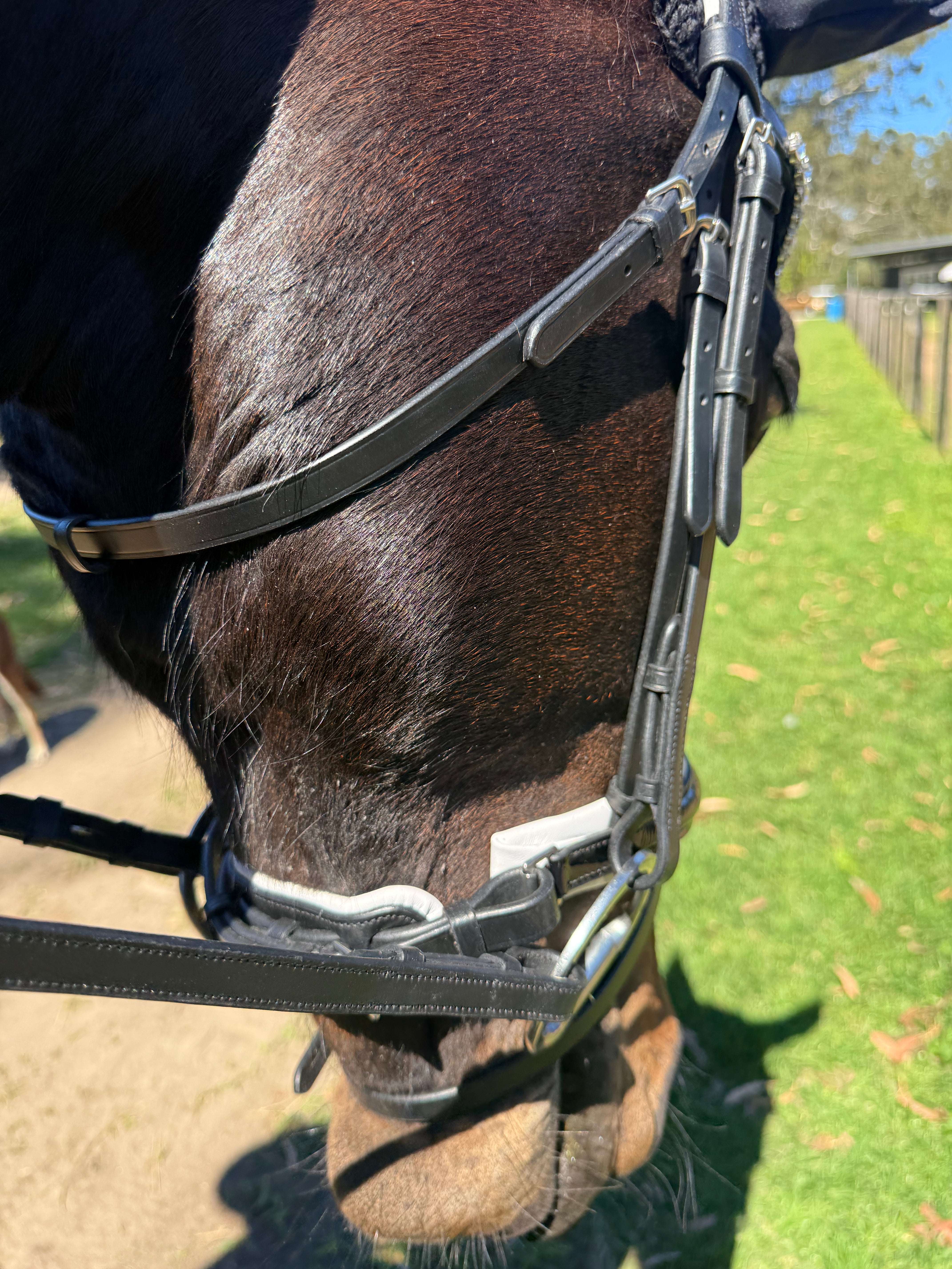 Snaffle Dressage Bridle with wide white trim piping | Black Leather